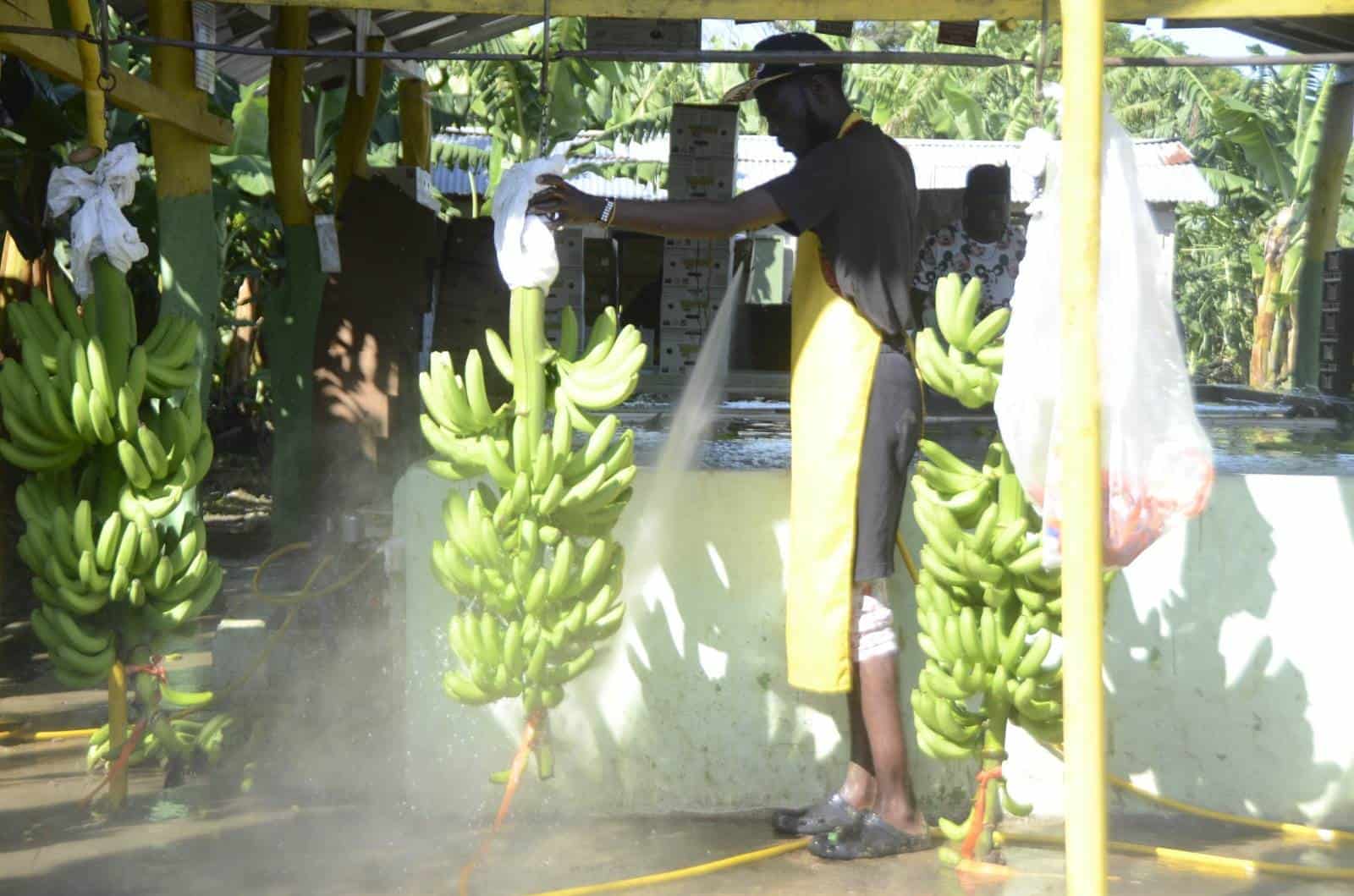 Un trabajador haitiano del sector bananero en Montecristi.