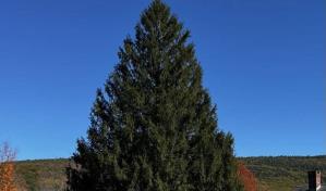 El árbol del Rockefeller Center de este año viajará a Nueva York desde Massachusetts