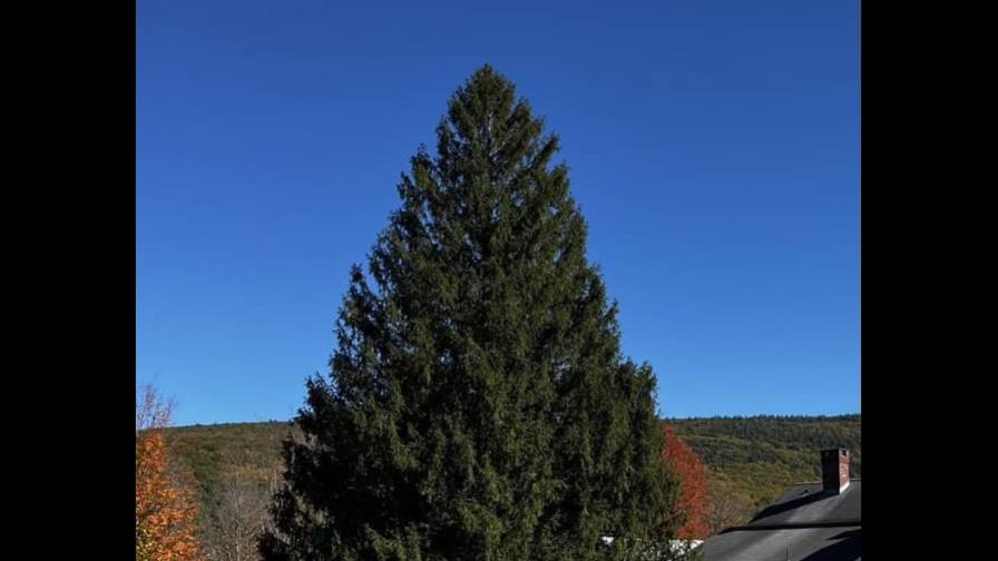 El árbol del Rockefeller Center de este año viajará a Nueva York desde Massachusetts