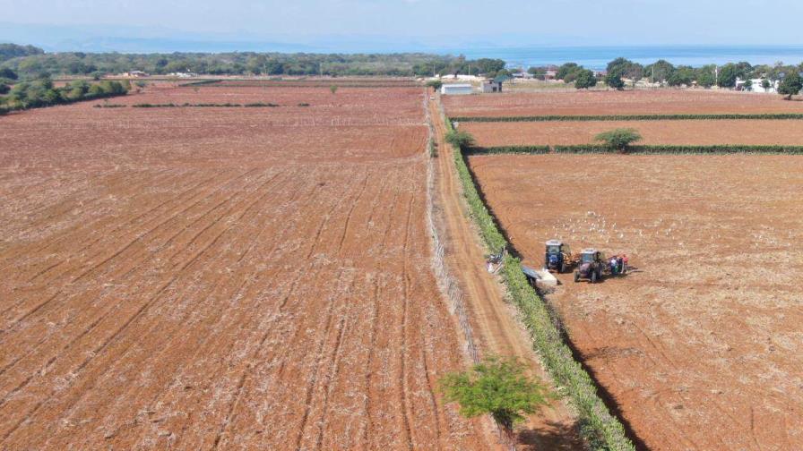 El Ministerio de Agricultura prepara 7,900 tareas de tierras gratis a productores en Puerto Plata