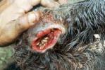 Guatemala decreta emergencia sanitaria animal por gusano barrenador