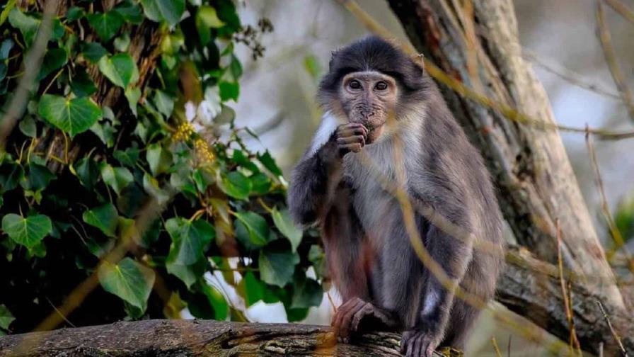 El consumo de alcohol, una práctica muy habitual entre muchos animales salvajes