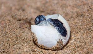 Autoridades buscan regular iluminación en áreas donde anidan las tortugas marinas Autoridades buscan regular iluminación en áreas donde anidan las tortugas marinas