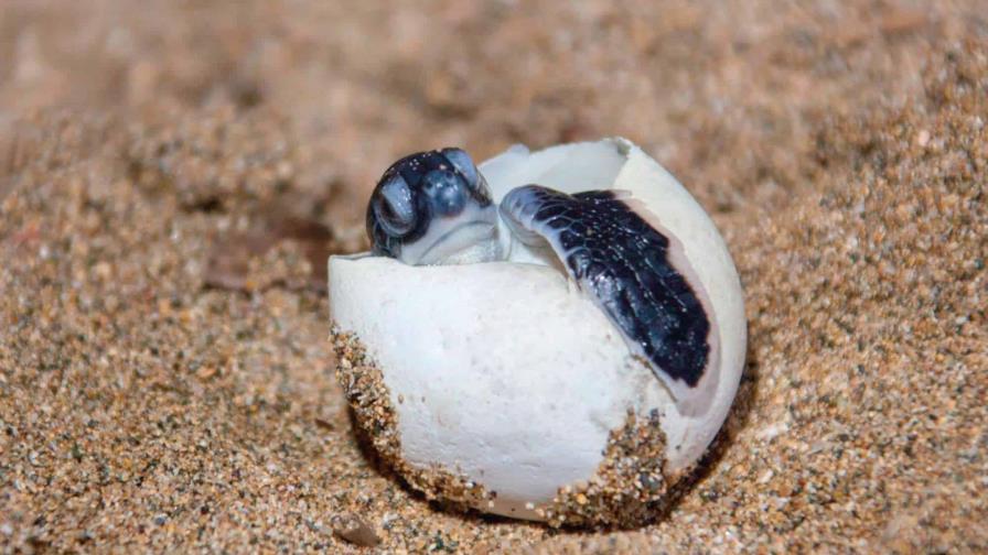 Autoridades buscan regular iluminación en áreas donde anidan las tortugas marinas