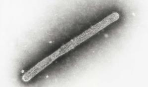 Detectan el primer caso de gripe aviar en un niño en Estados Unidos