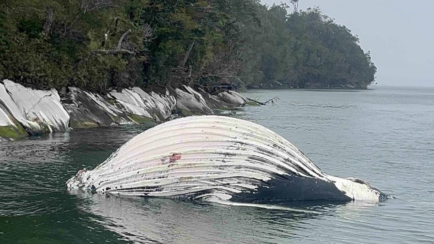 Dos ballenas jorobadas son halladas muertas cerca de salmoneras en zona austral de Chile