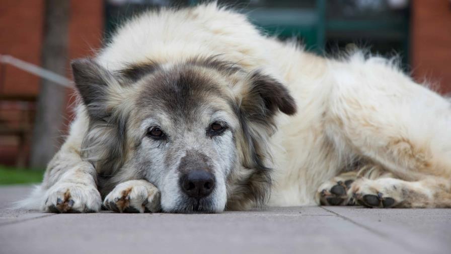 Diseñan algoritmo que puede calcular la edad biológica y esperanza de vida de los perros