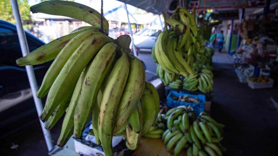 Exministro de Agricultura dice abundancia de plátano se debe a la disminución del poder adquisitivo