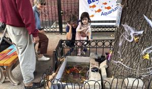 Estanque improvisado para peces de colores en Brooklyn renace en el alcorque de un árbol