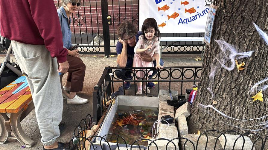 Estanque improvisado para peces de colores en Brooklyn renace en el alcorque de un árbol