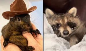 Los derechos animales han estado ausentes del debate electoral en EEUU