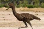 El enorme pájaro que sembraba el terror en la fauna de Sudamérica hace 12 millones de años
