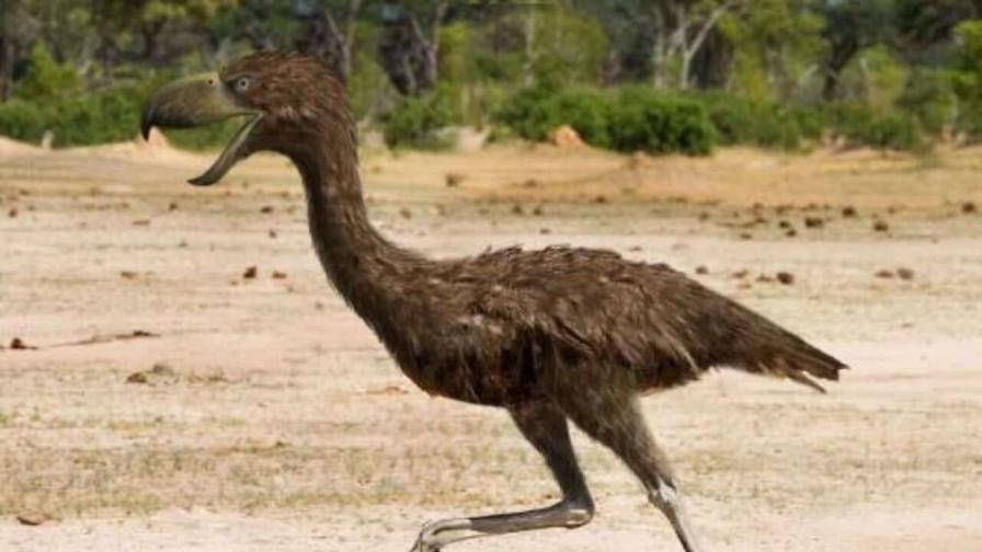 El enorme pájaro que sembraba el terror en la fauna de Sudamérica hace 12 millones de años