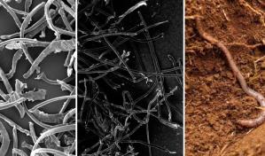 Las biofibras pueden ser mayor amenaza ambiental que los plásticos