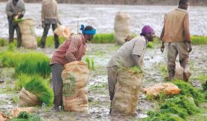 Hait&iacute;, principal mercado de la industria dominicana de productos de moliner&iacute;a
