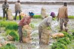 Agricultura apoya carnés de identificación para trabajadores haitianos; Migración los desestima