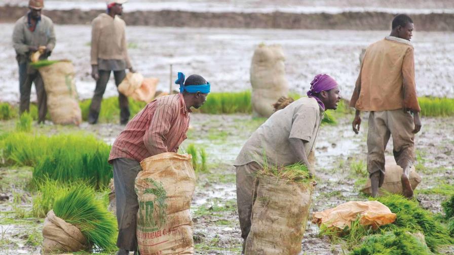 Agricultura apoya carnés de identificación para trabajadores haitianos; Migración los desestima