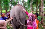 Indonesia celebra el nacimiento de un elefante de Sumatra, en peligro crítico de extinción Indonesia celebra el nacimiento de un elefante de Sumatra, en peligro crítico de extinción