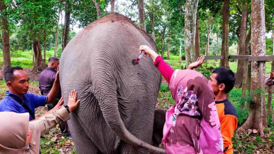 Indonesia celebra el nacimiento de un elefante de Sumatra, en peligro crítico de extinción