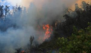Ocho meses de cárcel para ecuatoriano por el peor incendio forestal en Quito