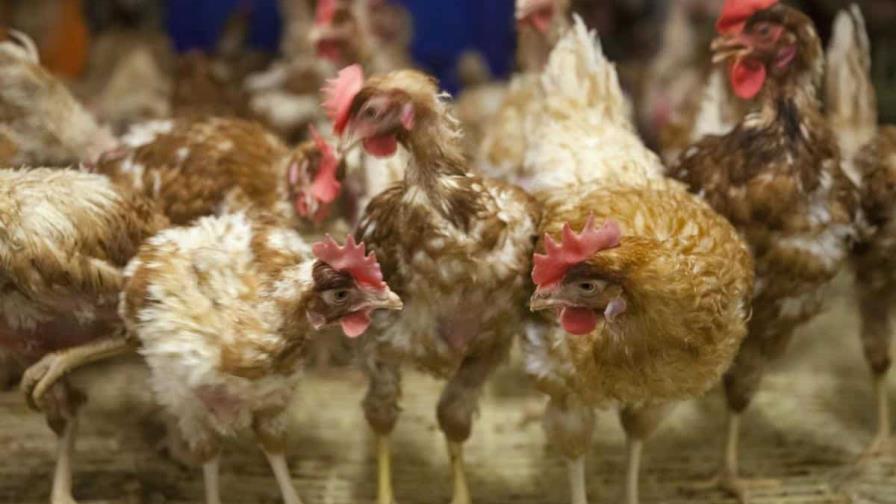 ¿Fue antes el huevo o la gallina? Un estudio científico suizo apuesta por el primero