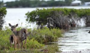 Los ciervos de los cayos de Florida enfrentan un futuro incierto ante el aumento del nivel del mar