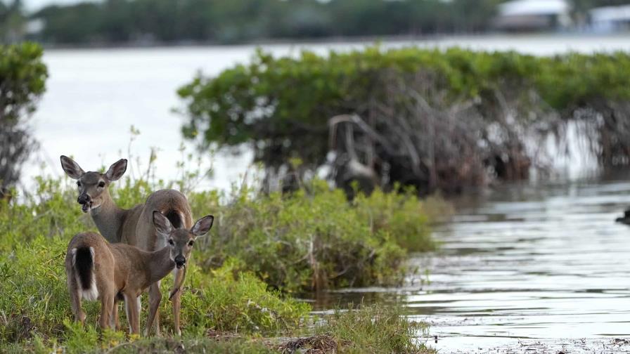 Los ciervos de los cayos de Florida enfrentan un futuro incierto ante el aumento del nivel del mar