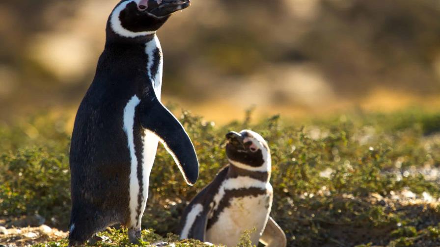 Hallan culpable a empresario por matanza de pingüinos y destrucción de nidos en Argentina