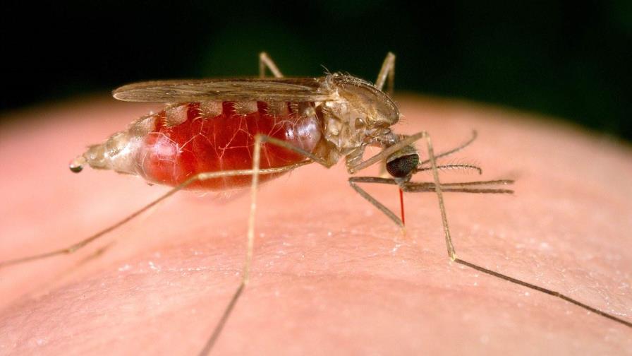 Salud Pública reporta 10 nuevos casos de malaria, nueve de ellos en San Juan