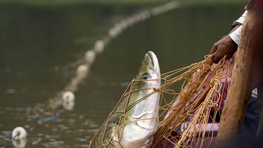 Graves sequías amenazan la pesca sostenible en Amazonía