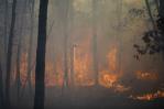Los bomberos avanzan en la lucha contra los incendios forestales en Nueva Jersey
