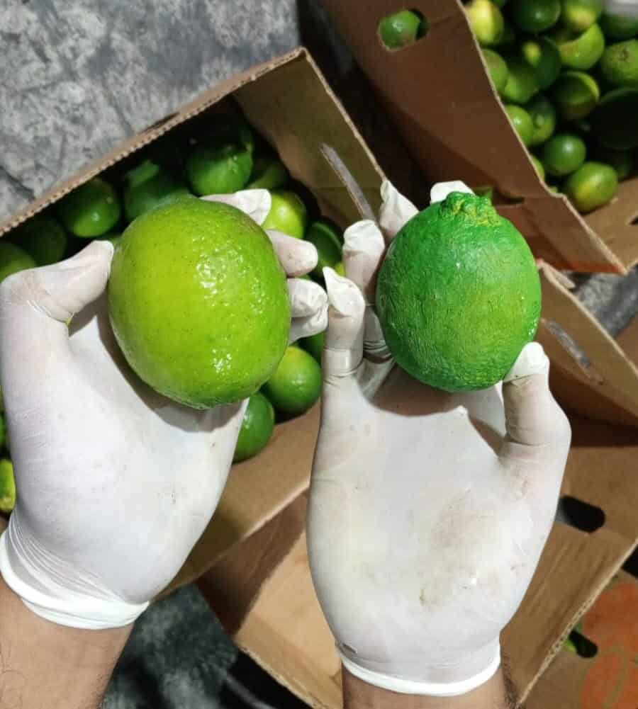 Limones de cerámica rellenos de cocaína entre carga de limones reales. 