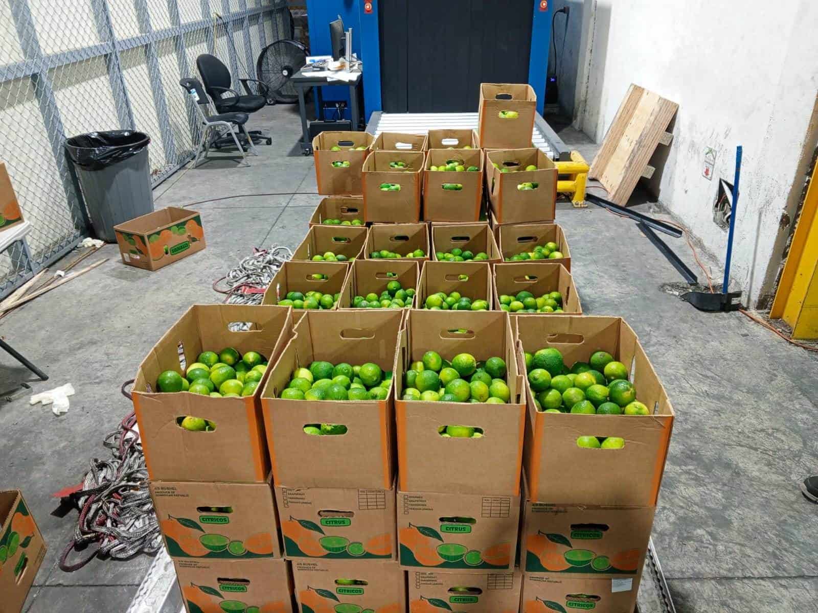 Limones de cerámica rellenos de cocaína entre carga de limones reales. 