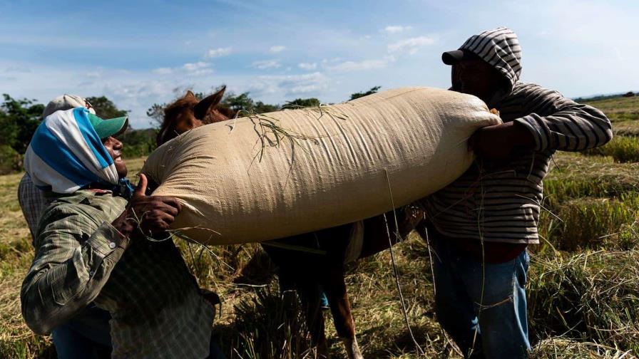 Legisladores del PRM favorecen permisos laborales a haitianos para evitar crisis en sector agrícola