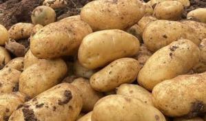 Ministro Limber Cruz: República Dominicana logró ser autosuficiente en la producción de papas