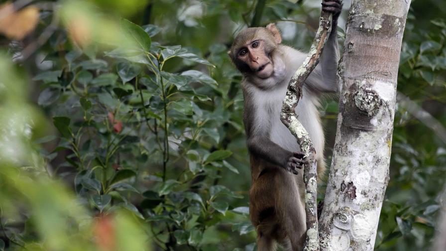 Recapturan a otros dos monos que escaparon de laboratorio en Carolina del Sur; faltan 11