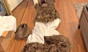 Cuatro detenidos en EEUU por simular ataques de un oso a sus vehículos para cobrar al seguro