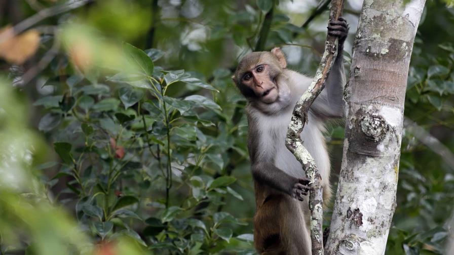 Ocho monos siguen sueltos tras escaparse de complejo en Carolina del Sur