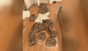 Cuatro detenidos en EE.UU. por simular ataques de oso a autos de lujo para cobrar seguro