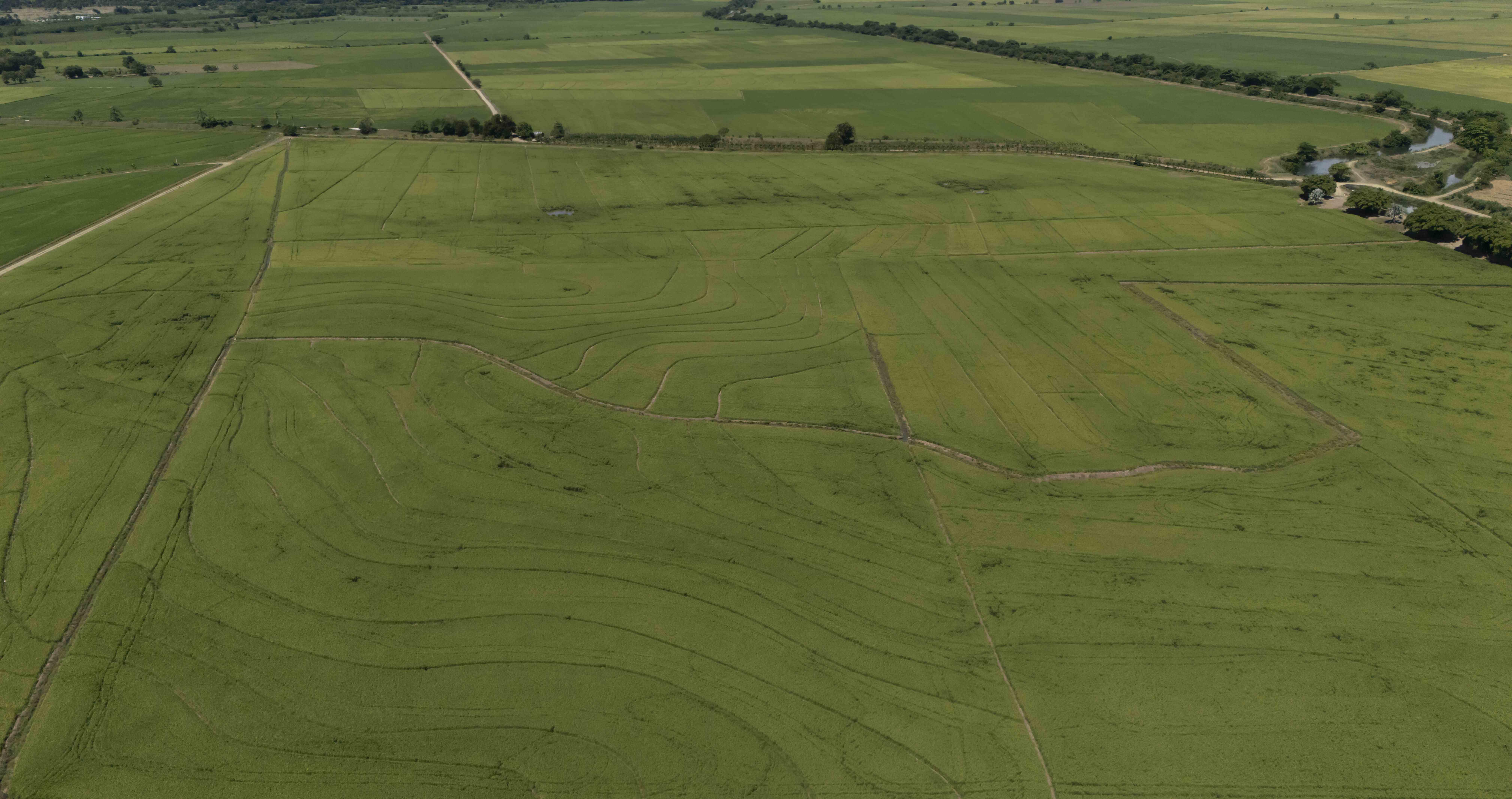 En la finca de Espaillat hay sembradas de arroz 1,600 tareas.