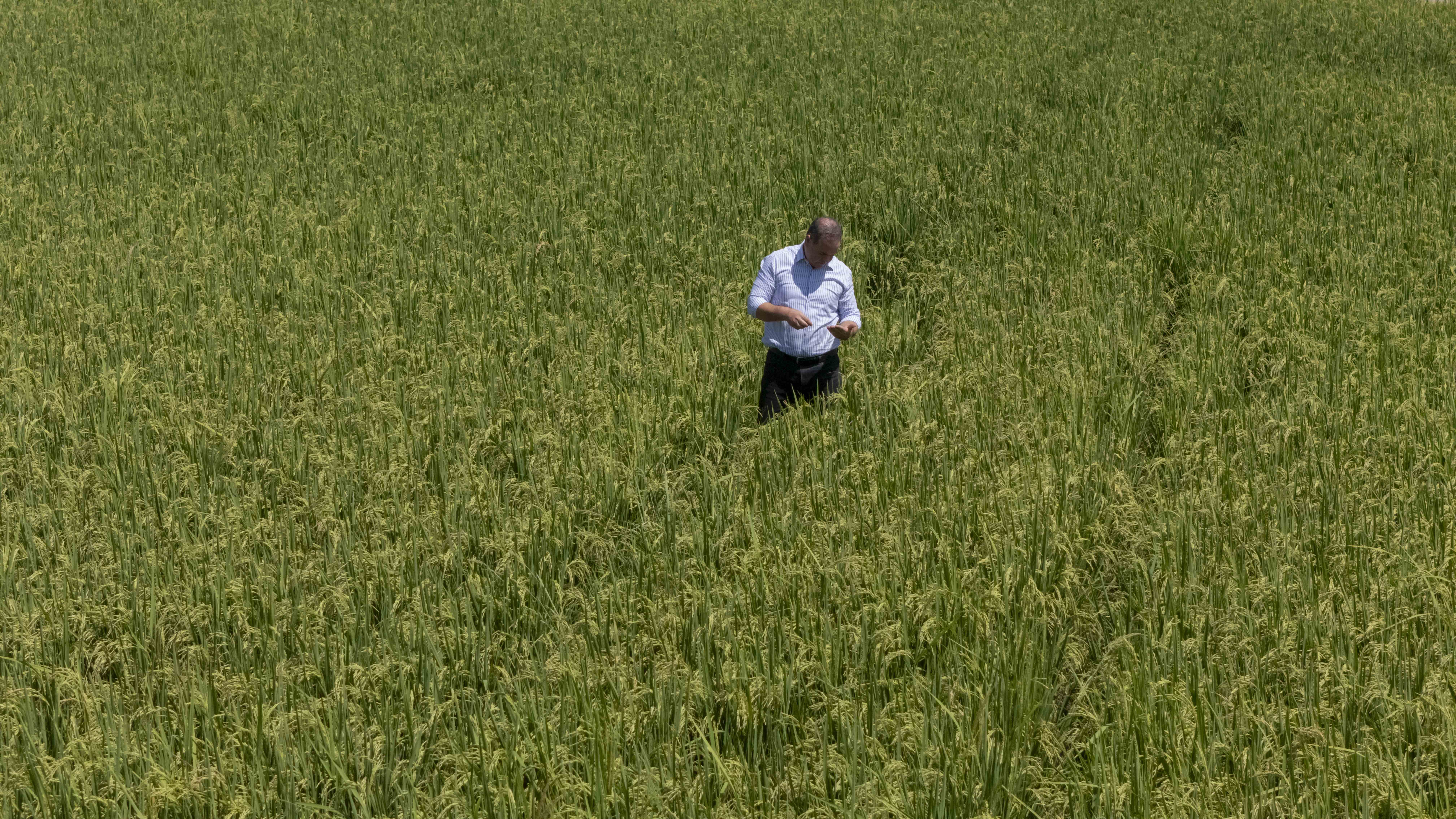 Espaillat recorre la finca en labores de supervisión del cereal.