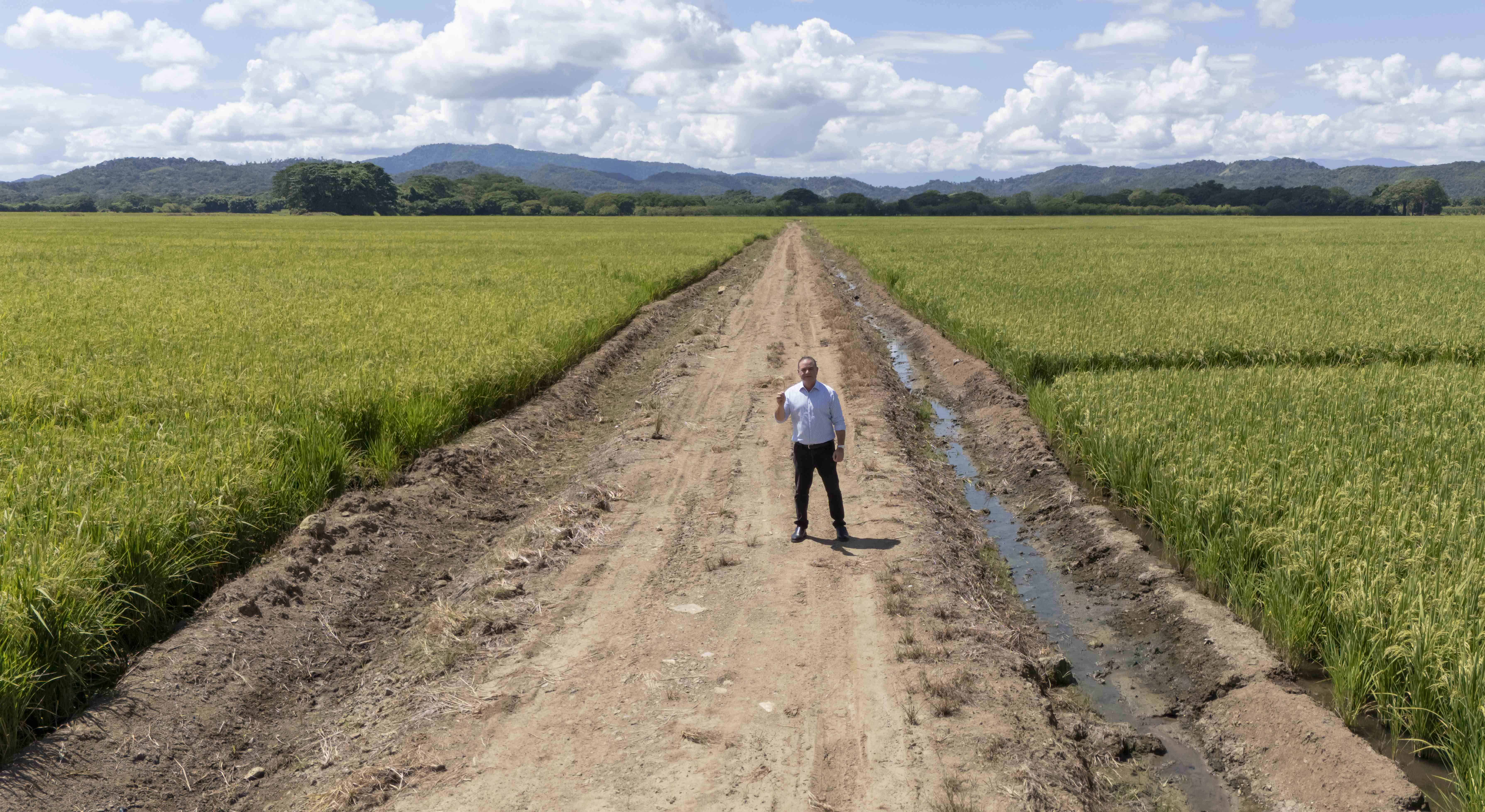 Espaillat recorre la finca en labores de supervisión del cereal.