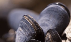 Crean un adhesivo para usos sanitarios inspirado en c&oacute;mo el mejill&oacute;n se fija a las rocas