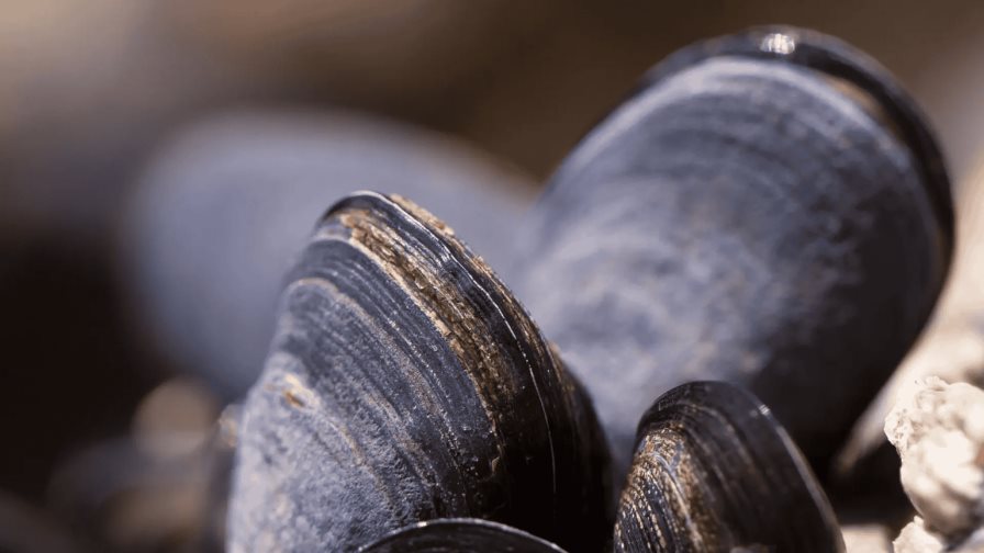 Crean un adhesivo para usos sanitarios inspirado en cómo el mejillón se fija a las rocas