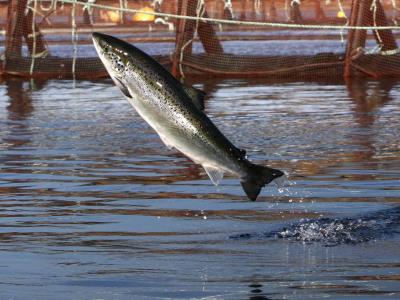 Ambientalistas demandarán a Cooke Aquaculture por contaminación