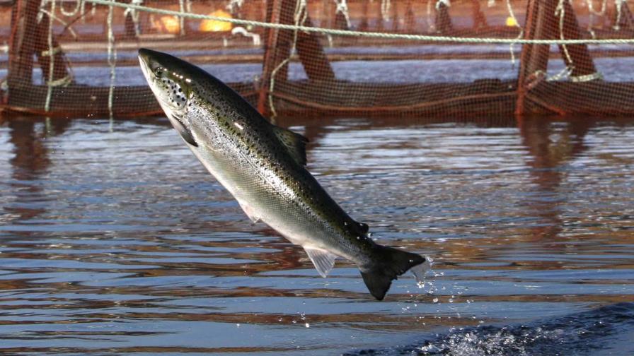 Grupo ambientalista demandará a piscifactoría por contaminación en costa de Maine