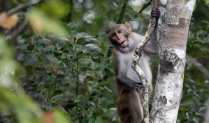 Seis monos siguen sueltos tras fuga masiva en complejo de Carolina del Sur