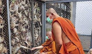 Decenas de monos invaden una comisaría de Policía en Tailandia tras escapar de una jaula