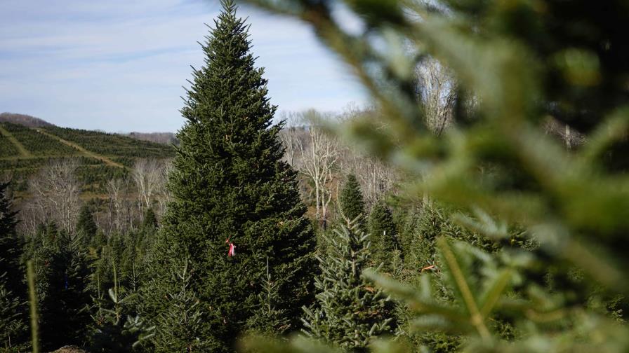 Árbol navideño de la Casa Blanca representará la resiliencia de Carolina del Norte tras huracanes