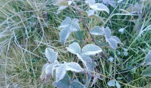 Se registra mucho frío y agua congelada en Valle Nuevo